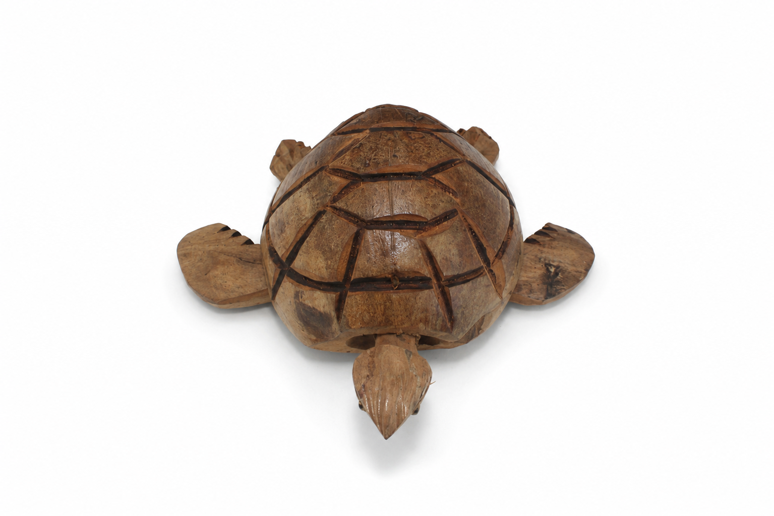 COCONUT TURTLE W/ MOVING HEAD