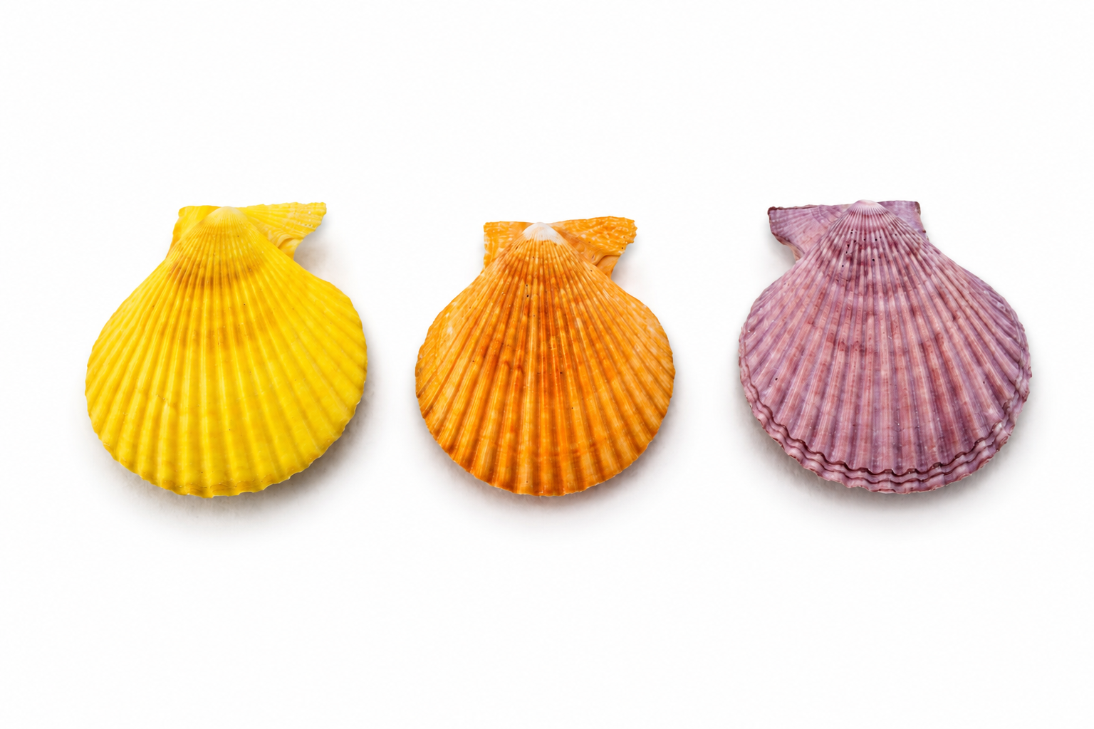 PECTEN NOBILIS PAIR  ASSTD COLOR
