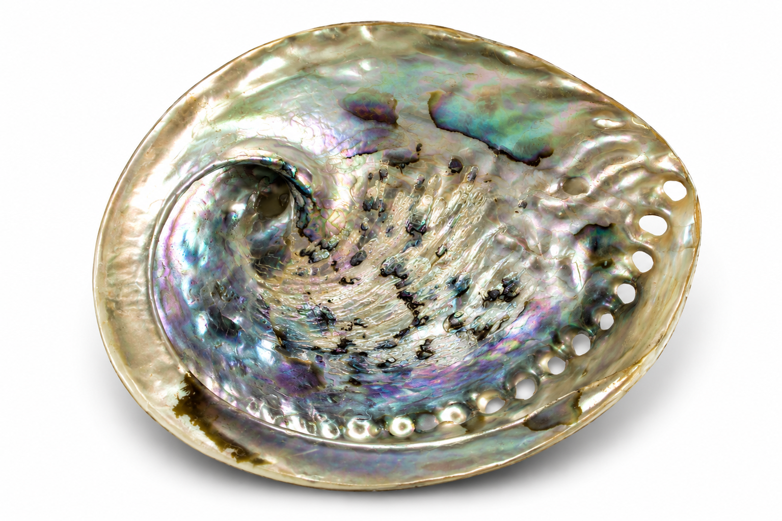 HALIOTIS MIDAE NATURAL POLISHED