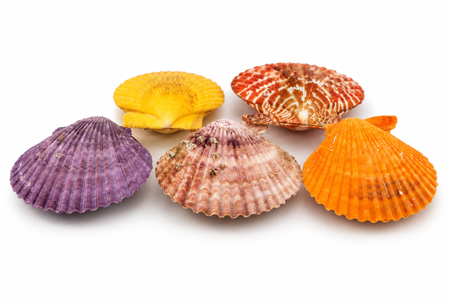PECTEN SENATARIUS
