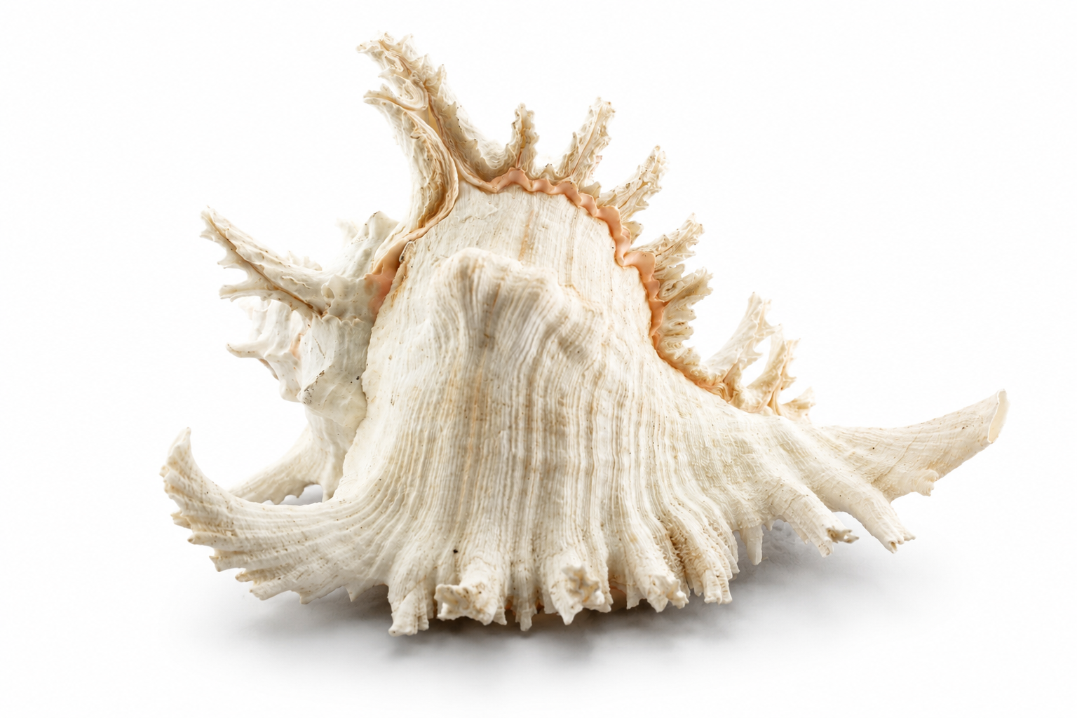MUREX RAMOSUS