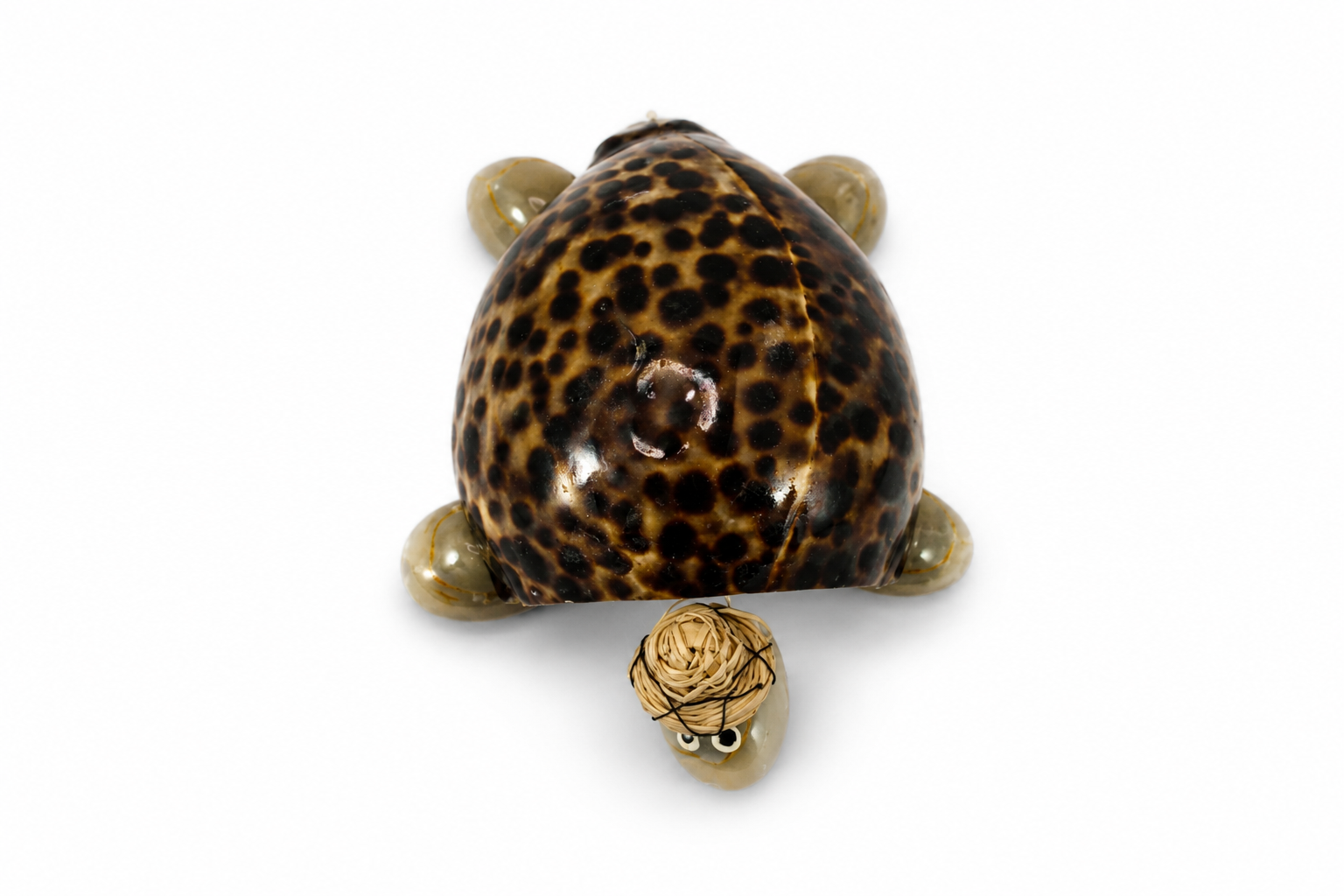 TIGER COWRIE SINGLE TURTLE MOVING HEAD