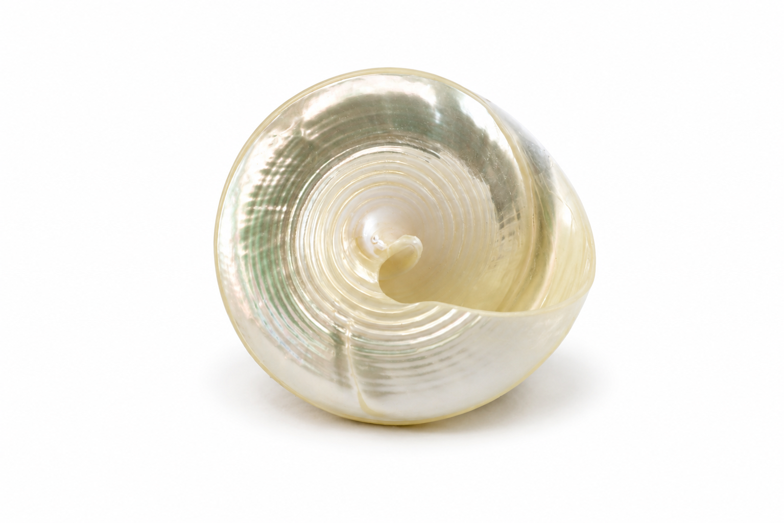 TECTUS PYRAMIS PEARL