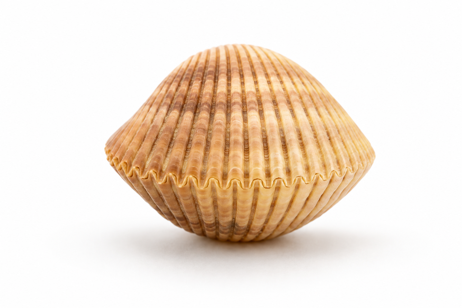 BROWN COCKLES PAIR