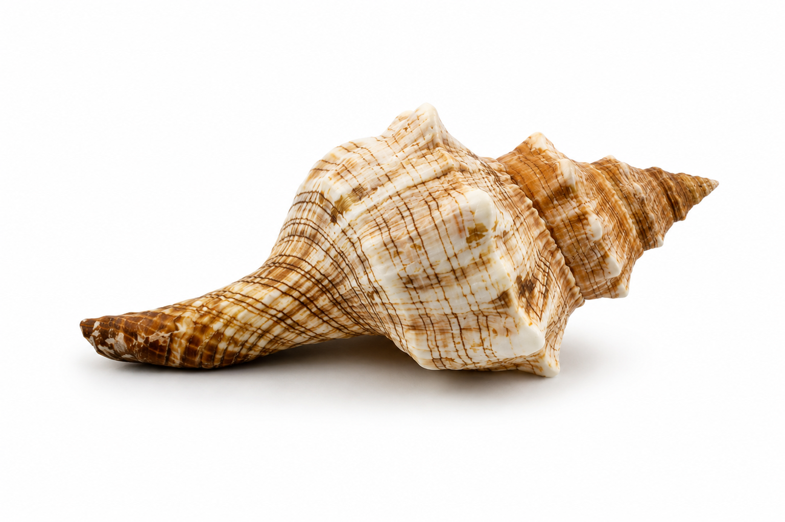 FASCIOLARIA TRAPEZIUM