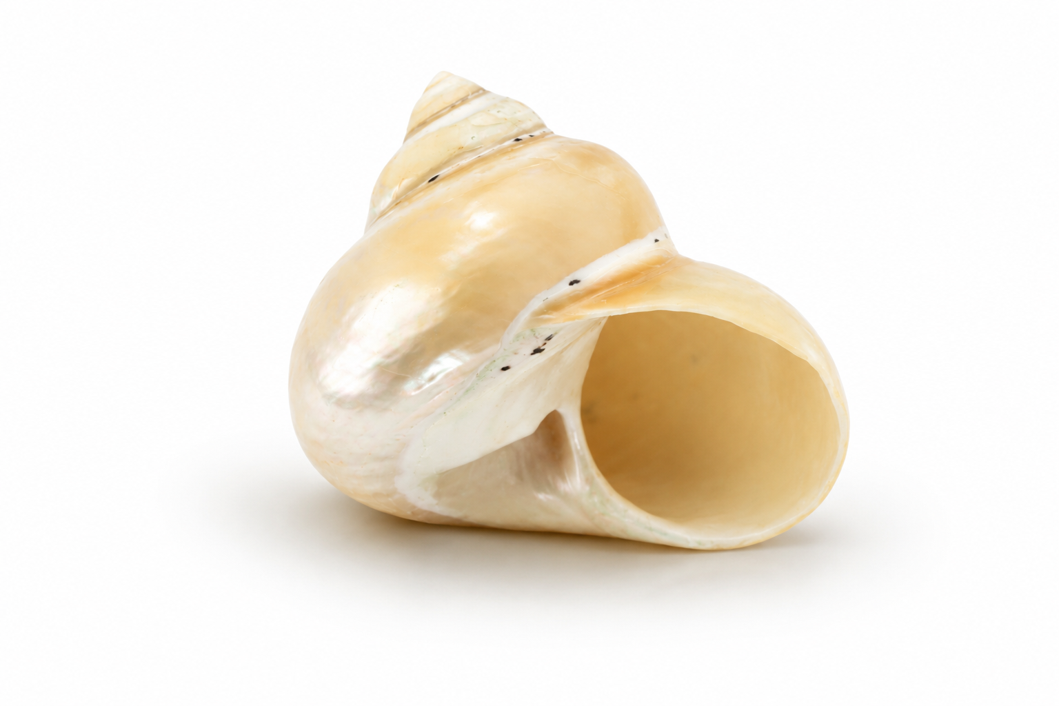 CITTARIUM PICA PEARLIZED