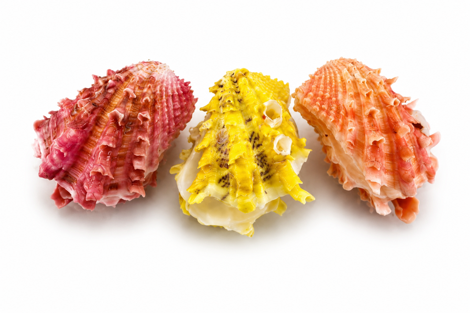 CARDITA NATURALS COLORS