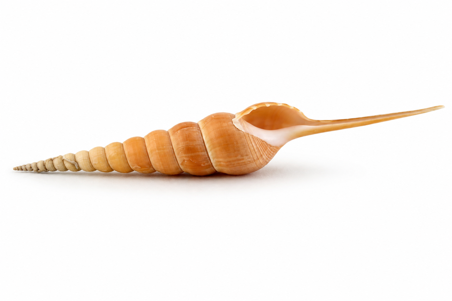 TIBIA FUSUS (JAR-Y)