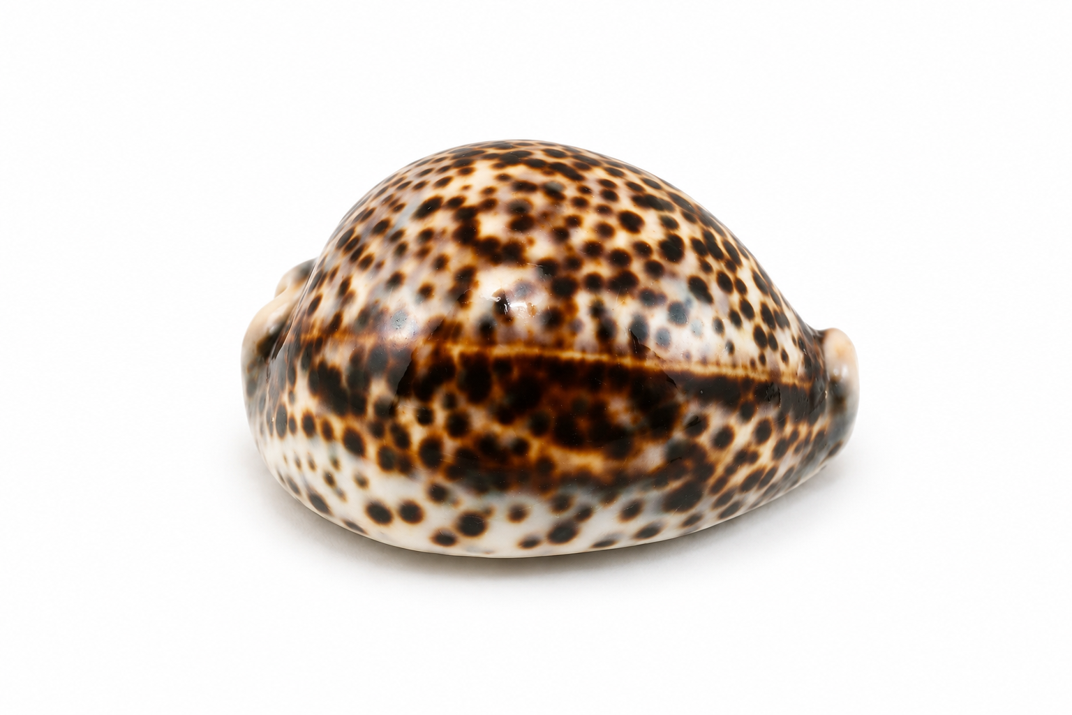 CYPRAEA TIGRIS -NICE SPOTS