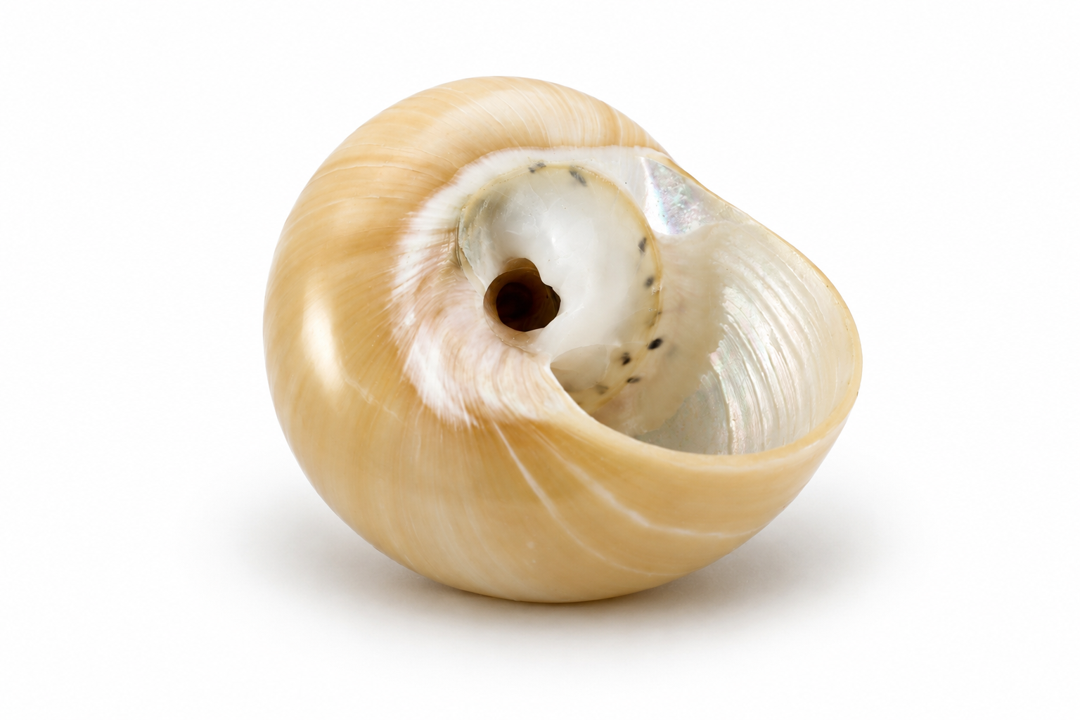CITTARIUM PICA PEARLIZED