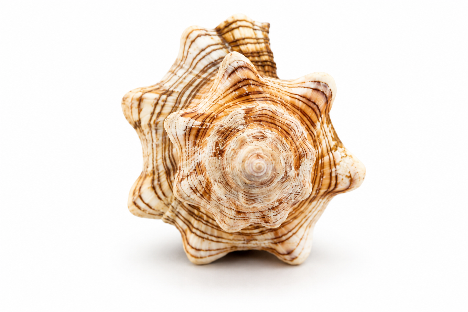 FASCIOLARIA TRAPEZIUM
