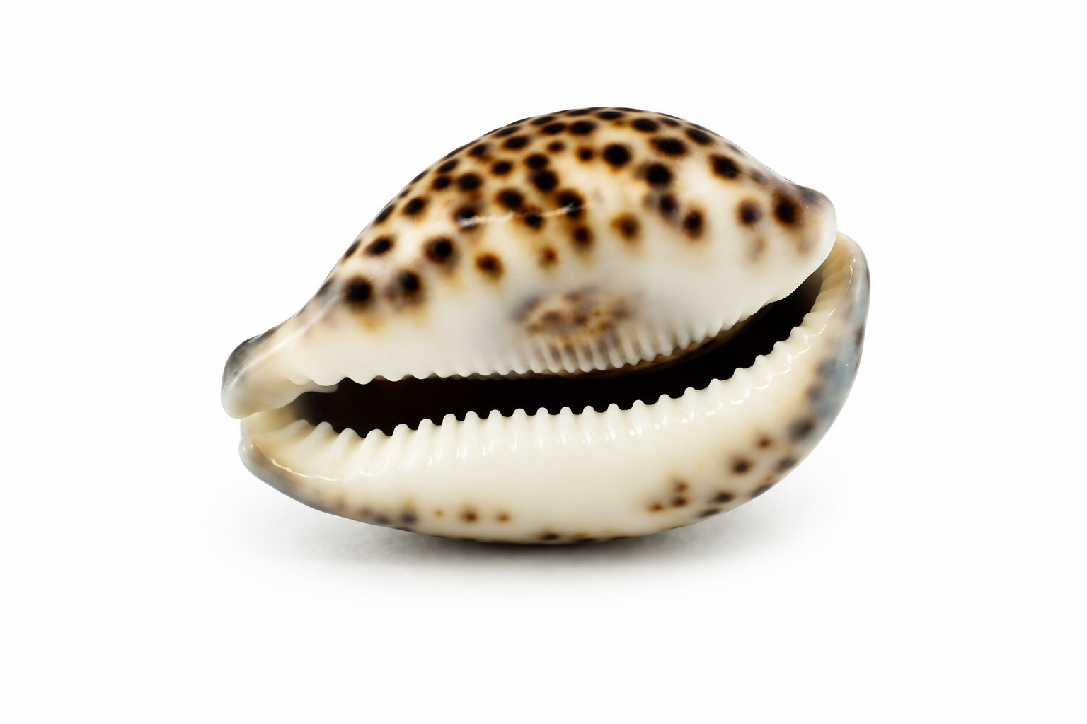 CYPRAEA TIGRIS -NICE SPOTS