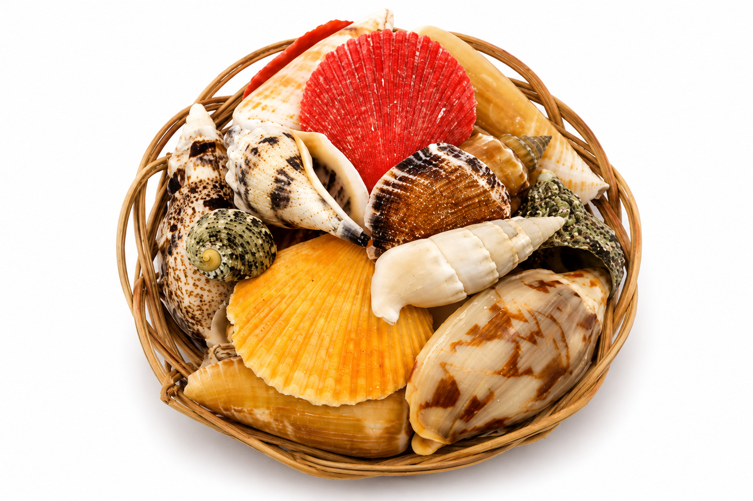 SHELL PACK  (NO STARFISH)