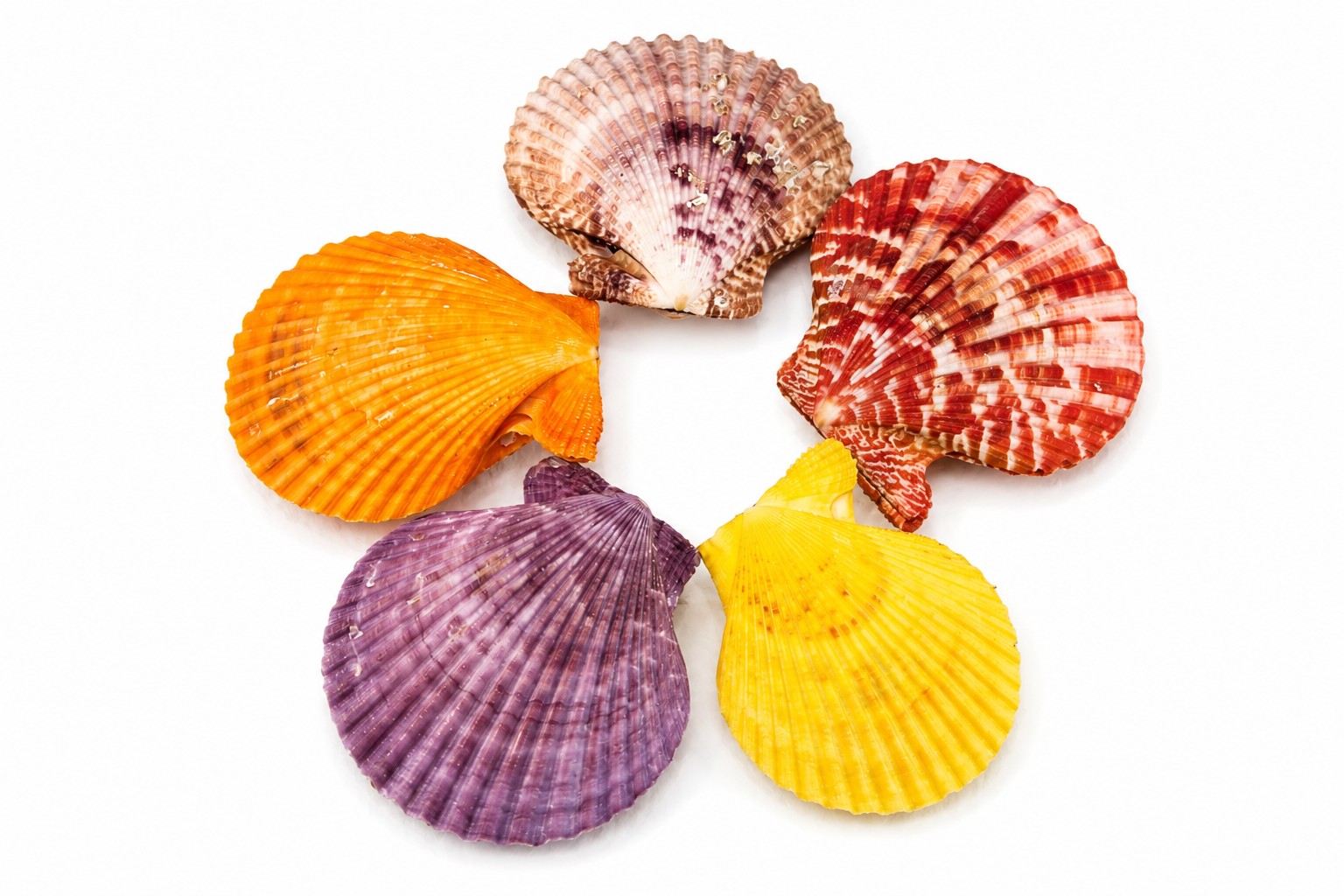 PECTEN SENATARIUS