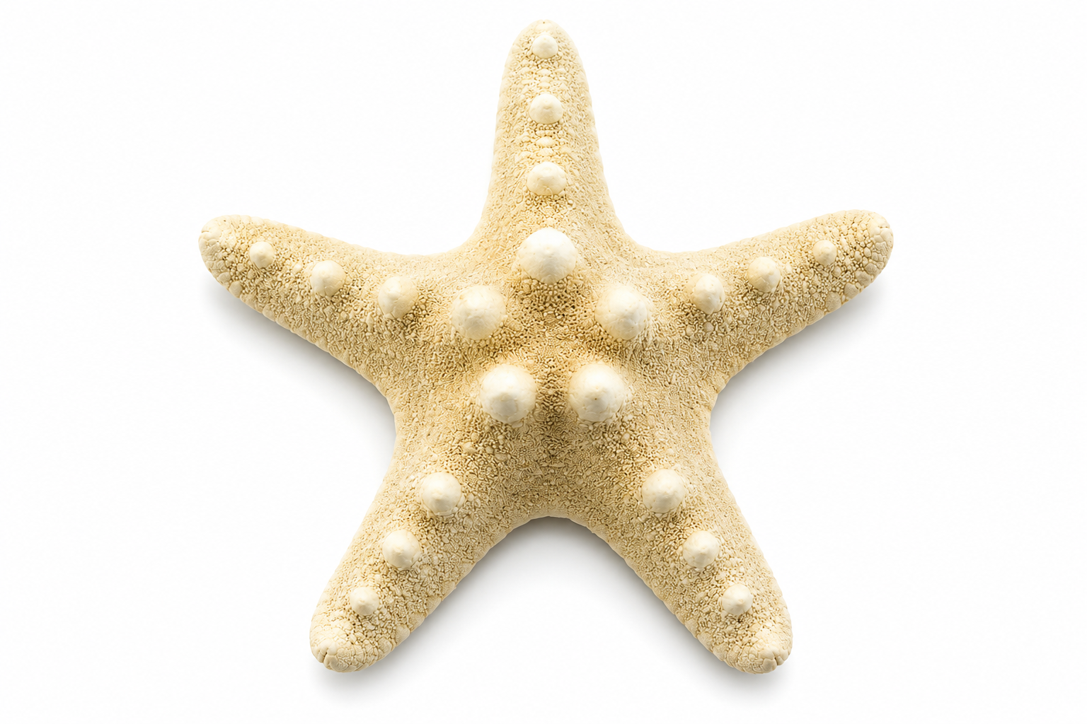 PHILIPPINE WHITE STARFISH