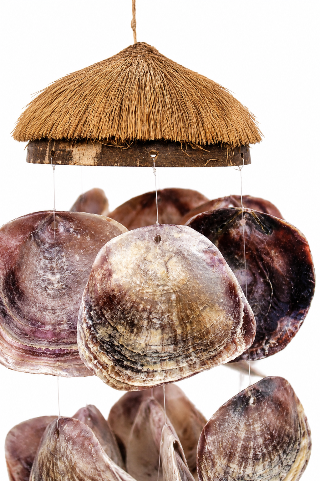 COCO HUSK W/ PLACUNA