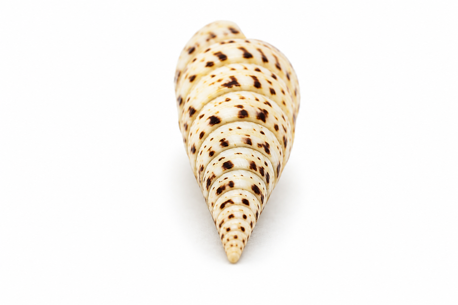 TEREBRA MACULATA