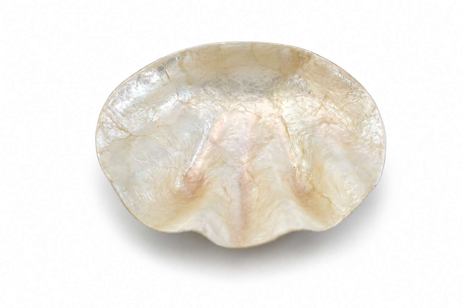 SOAP DISH CAPIZ CLAM
