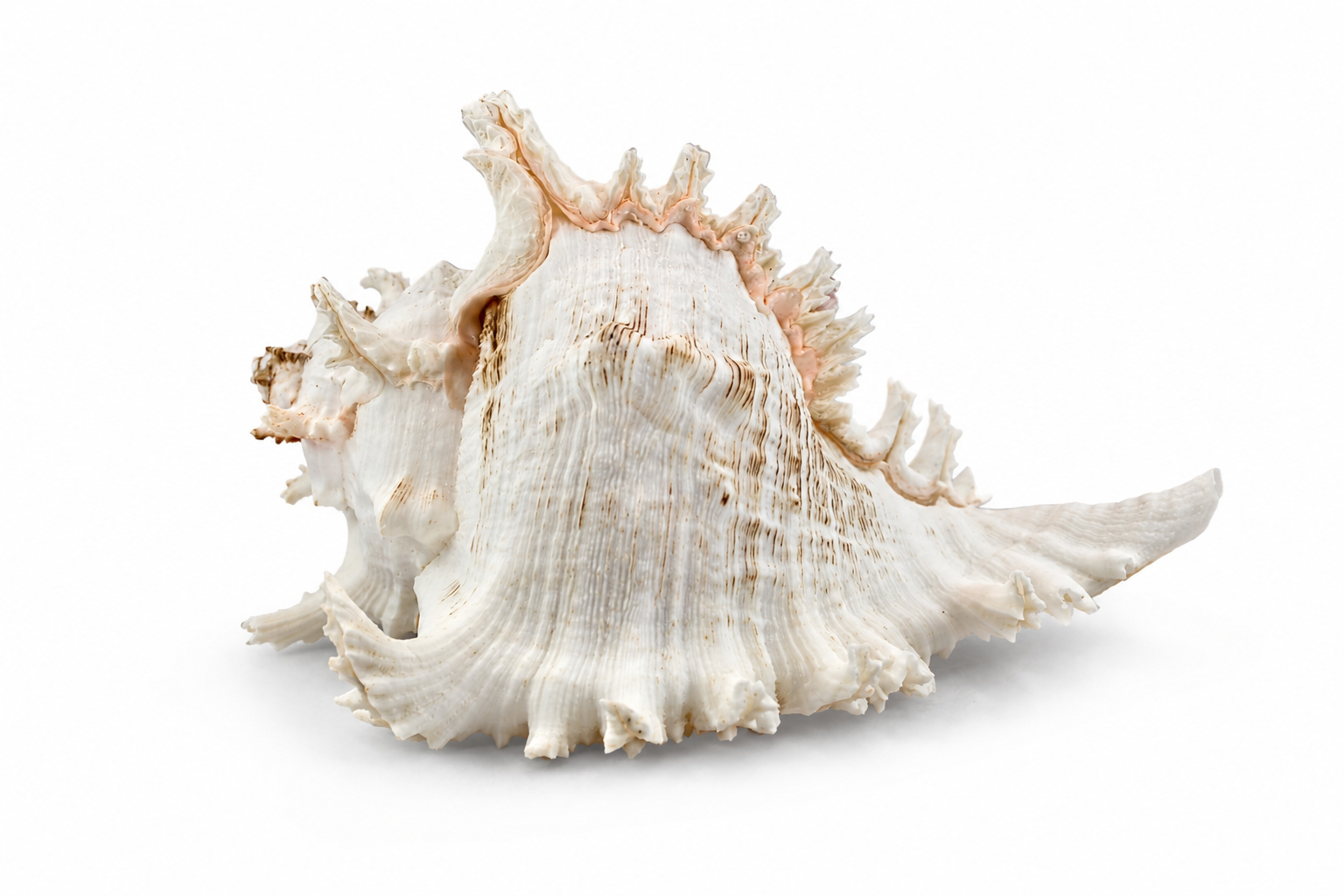 MUREX RAMOSUS