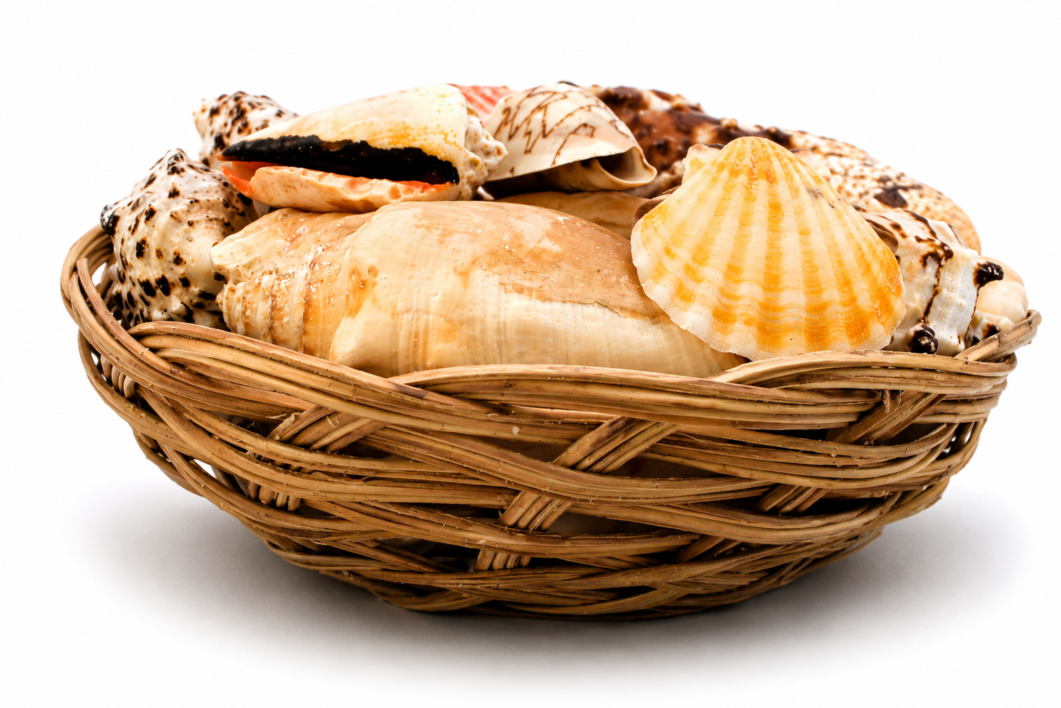 SHELL PACK  (NO STARFISH)
