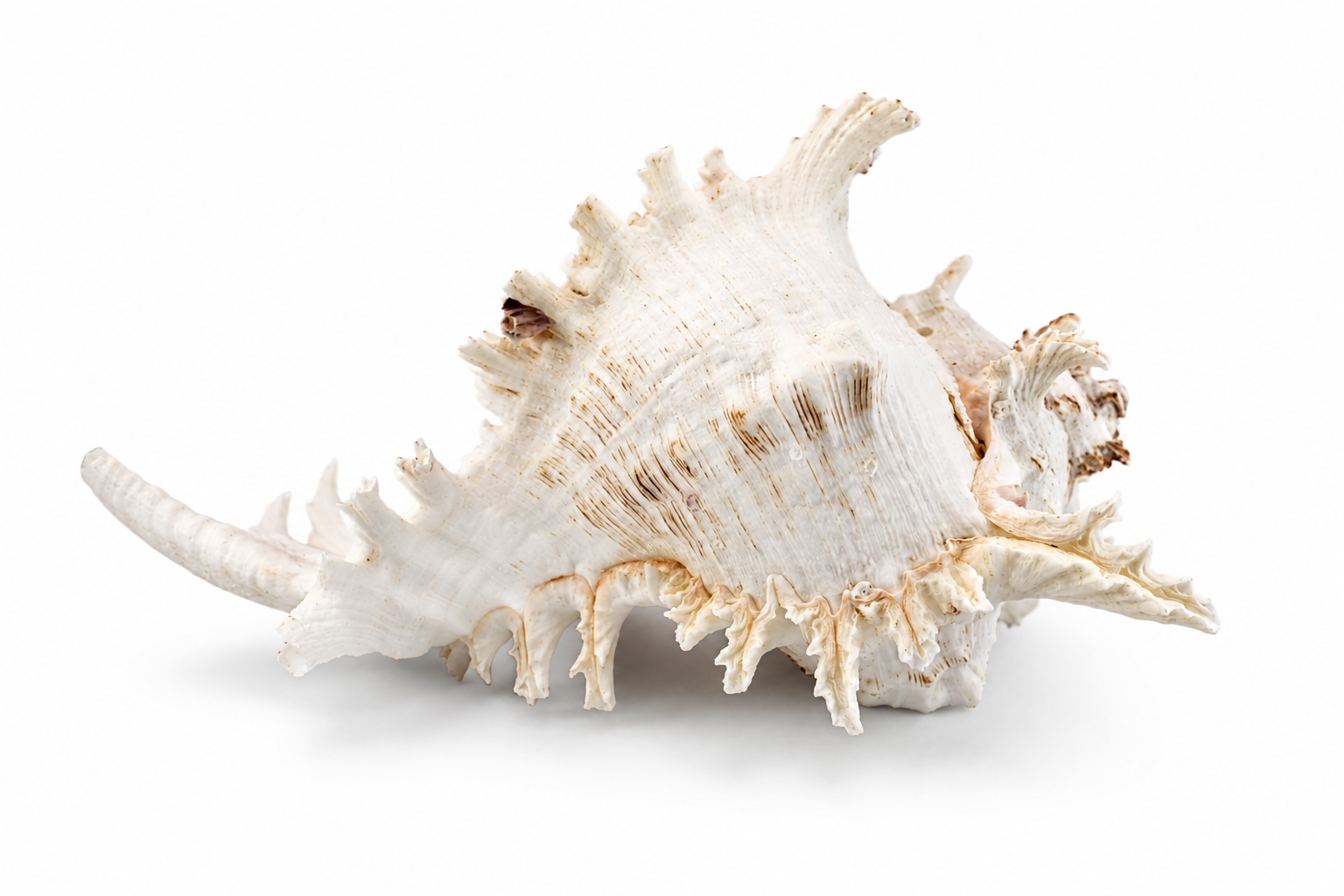 MUREX RAMOSUS
