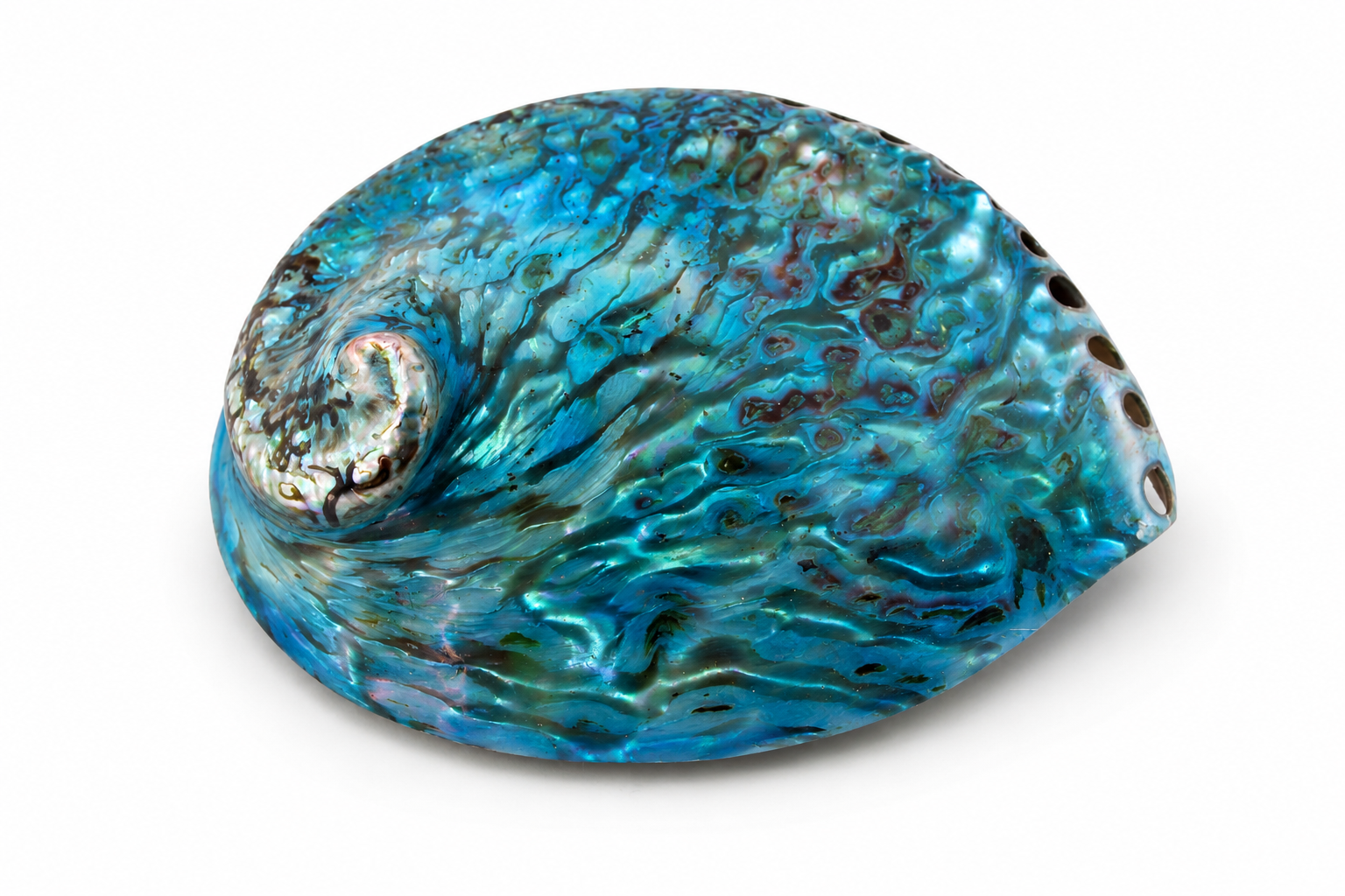 HALIOTIS MIDAE COLORED BLUE