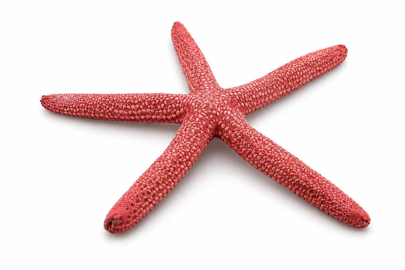 FINGER STARFISH MIX COLORED