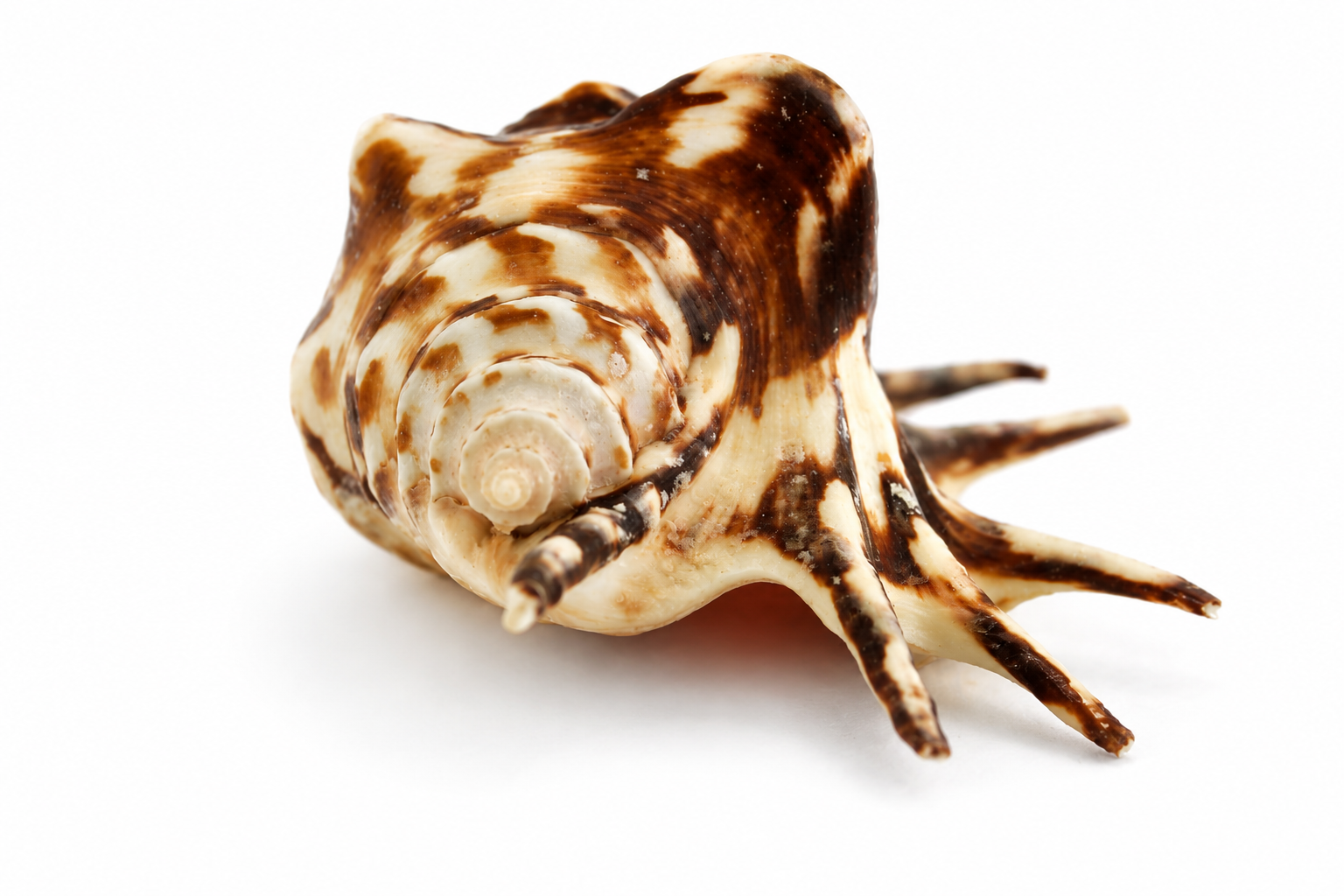 LAMBIS LAMBIS LARGE