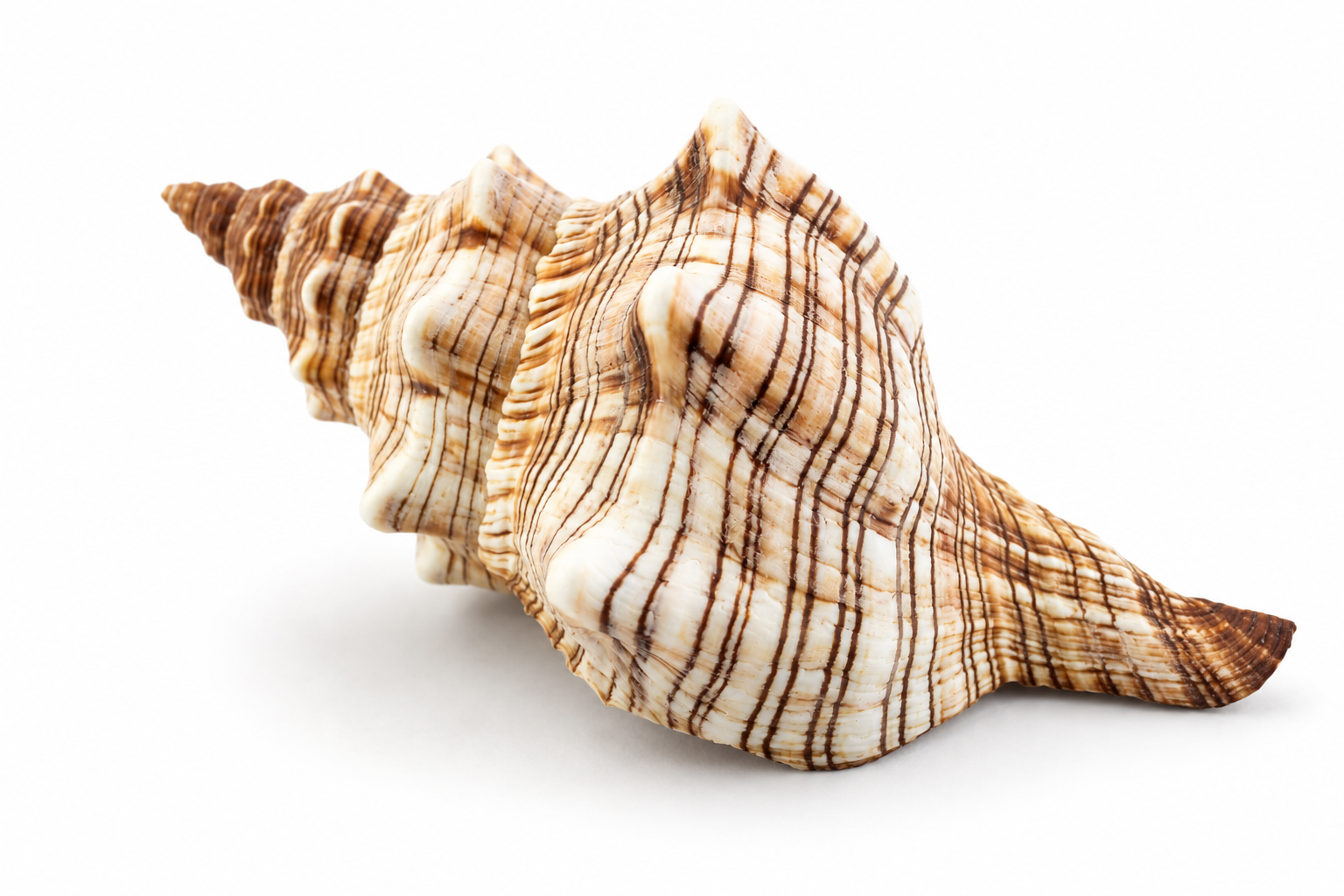 FASCIOLARIA TRAPEZIUM