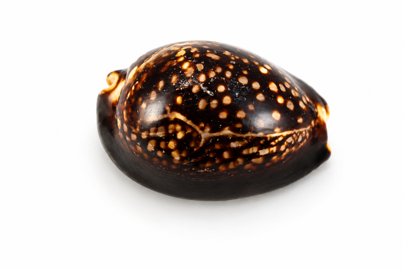 CYPRAEA MAURITIANA