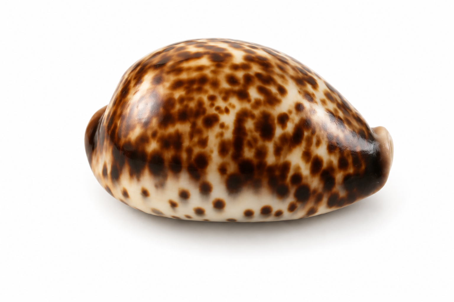CYPRAEA TIGRIS