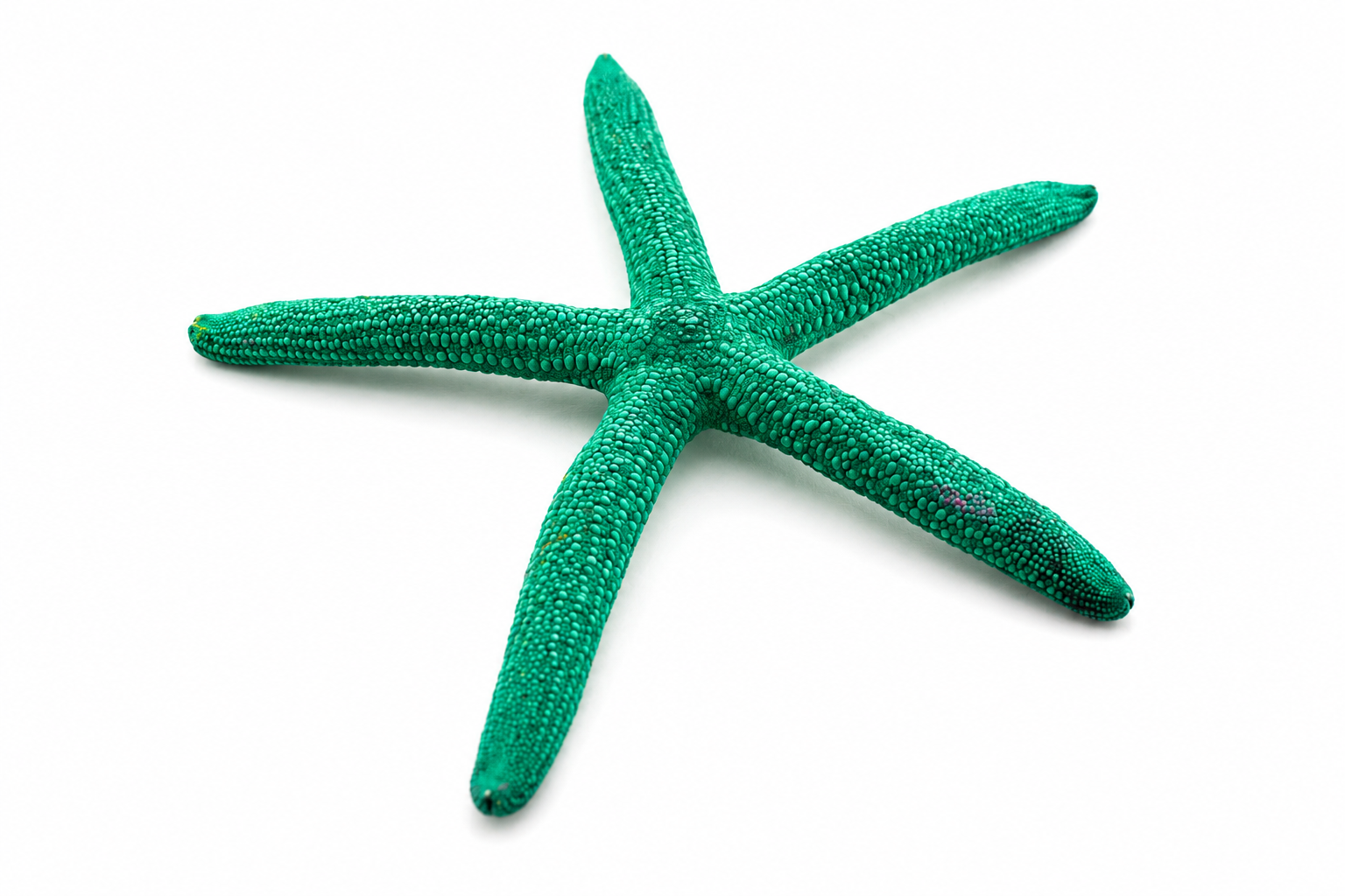FINGER STARFISH MIX COLORED