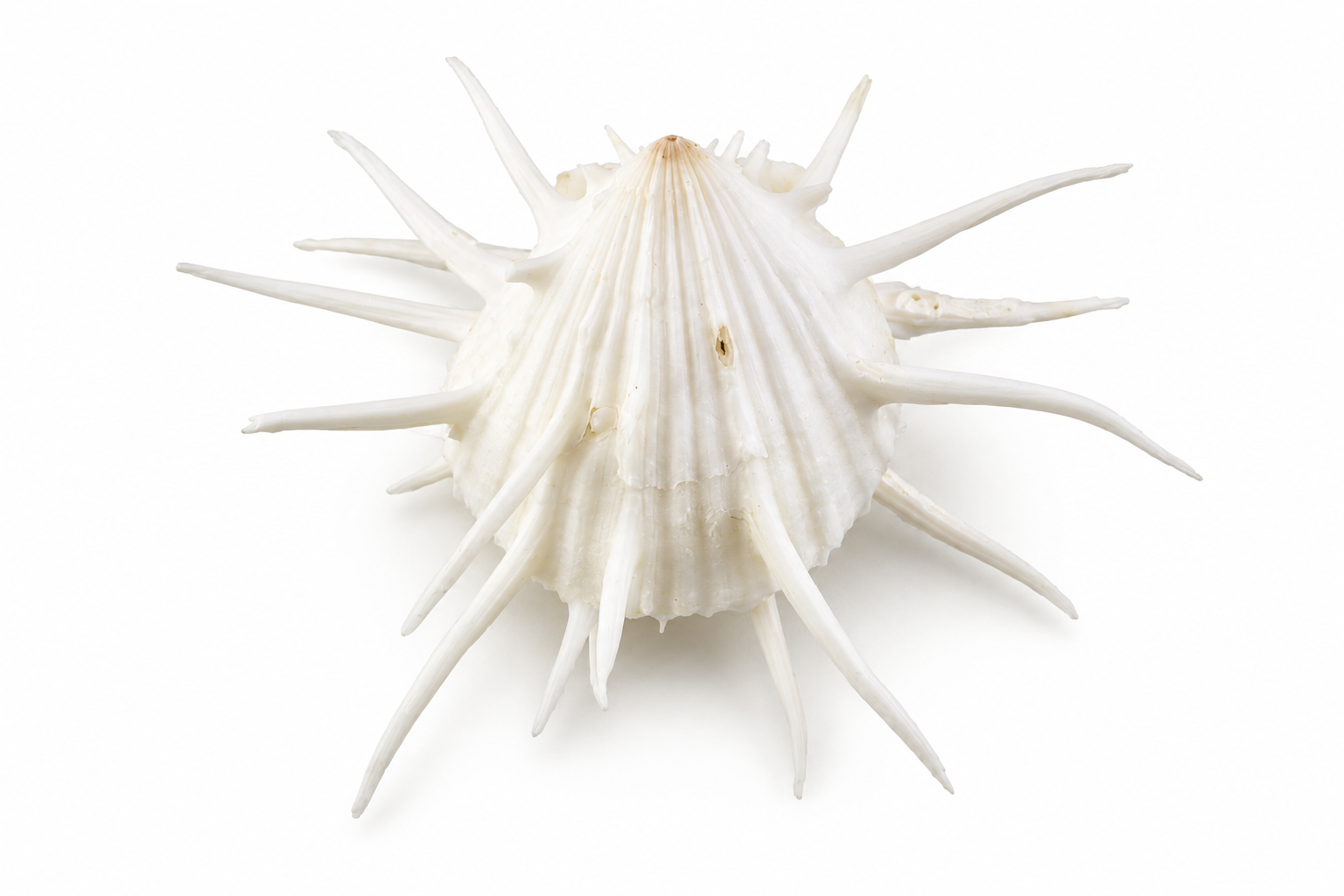 SPONDYLUS IMPERIALIS (JAY-R)