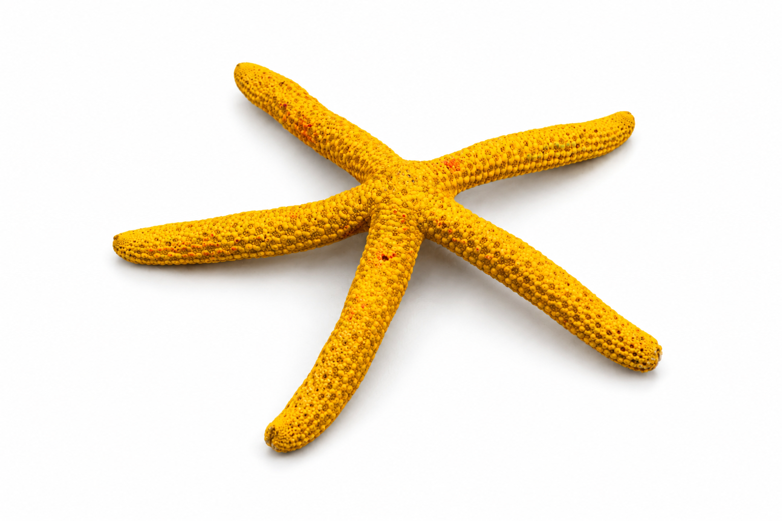 FINGER STARFISH MIX COLORED