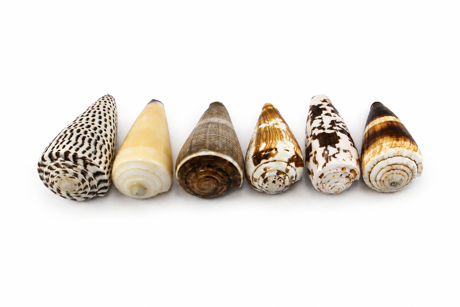 ASSORTED CONUS