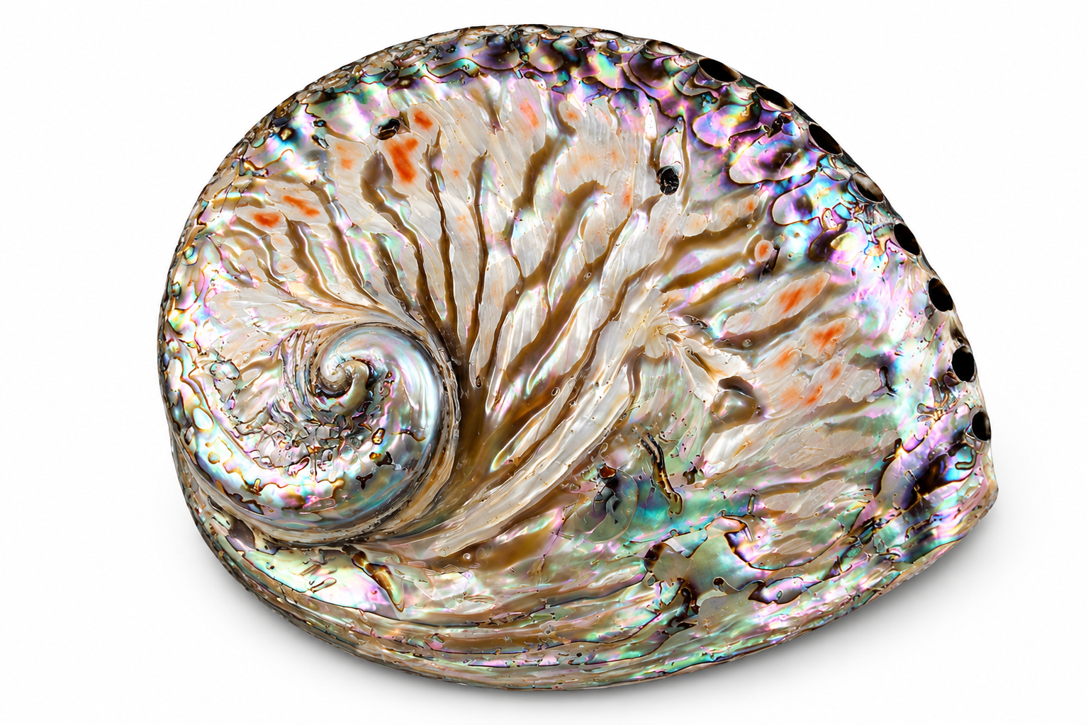 HALIOTIS MIDAE NATURAL POLISHED