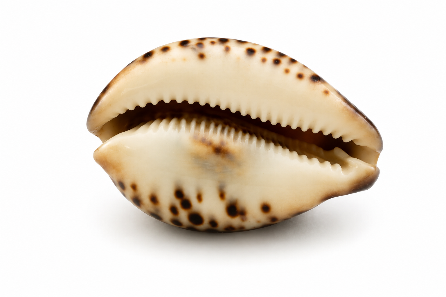 CYPRAEA TIGRIS