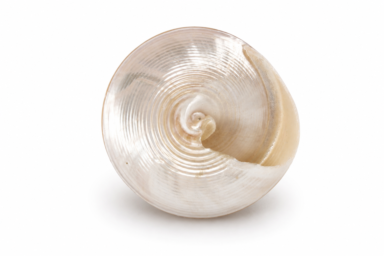TECTUS PYRAMIS PEARL