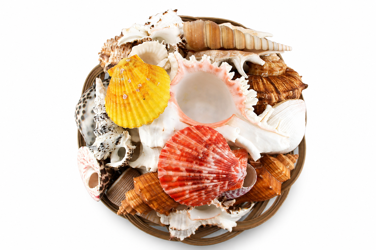 FRUIT OF THE SEA WITH RAMOSUS