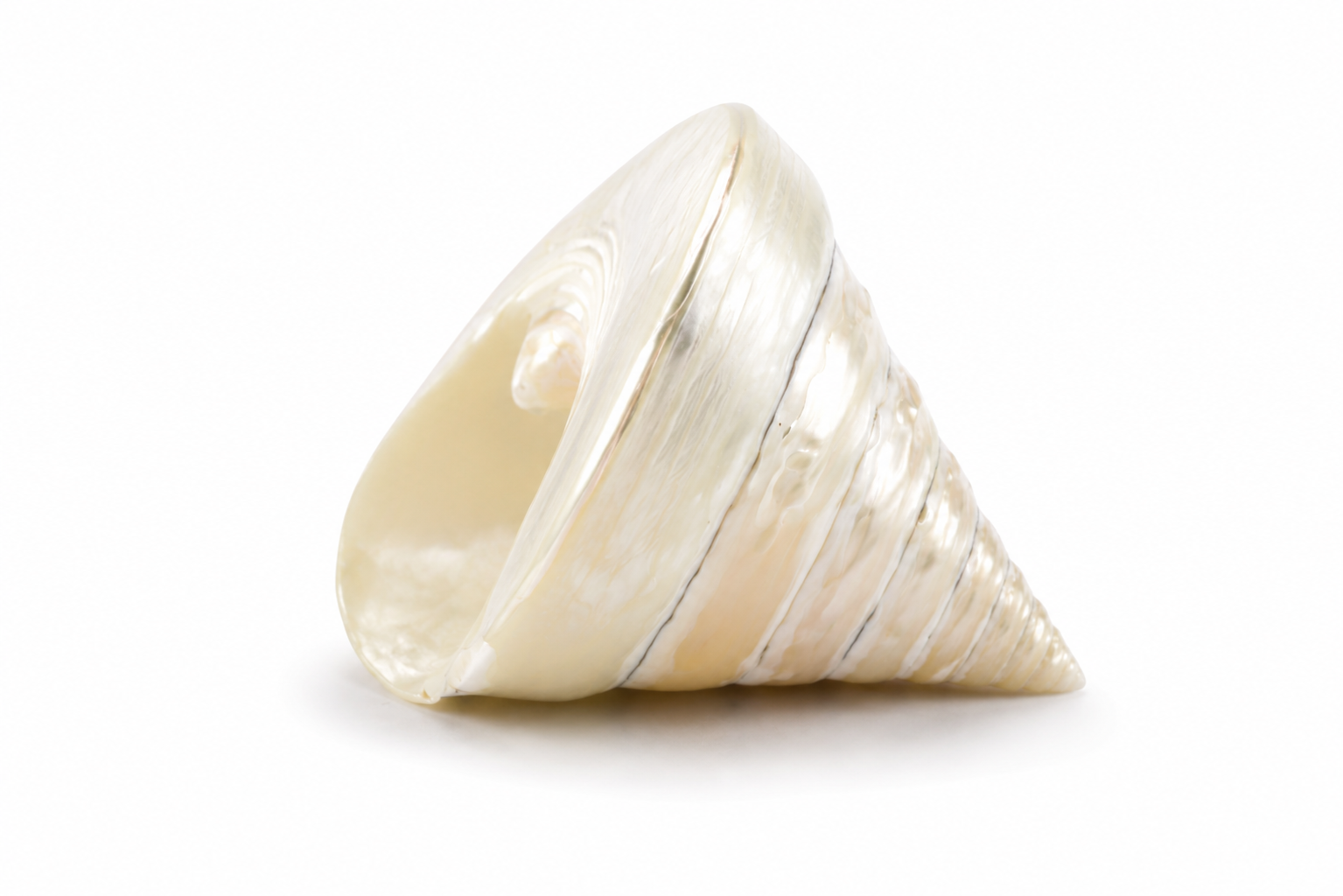 TECTUS PYRAMIS PEARL