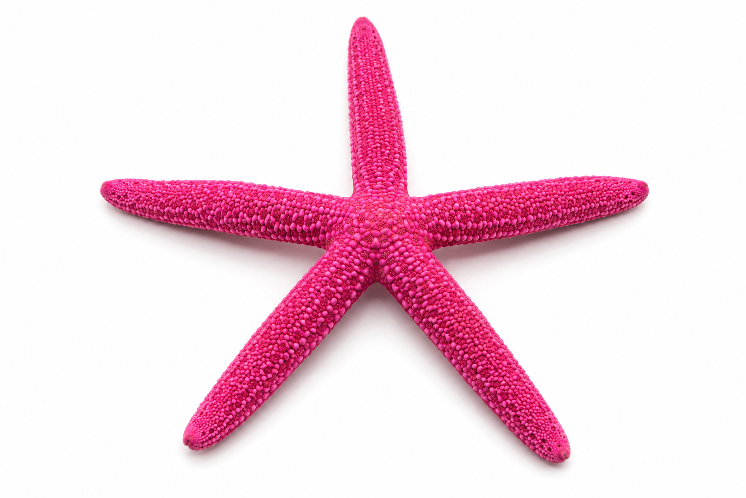 FINGER STARFISH MIX COLORED