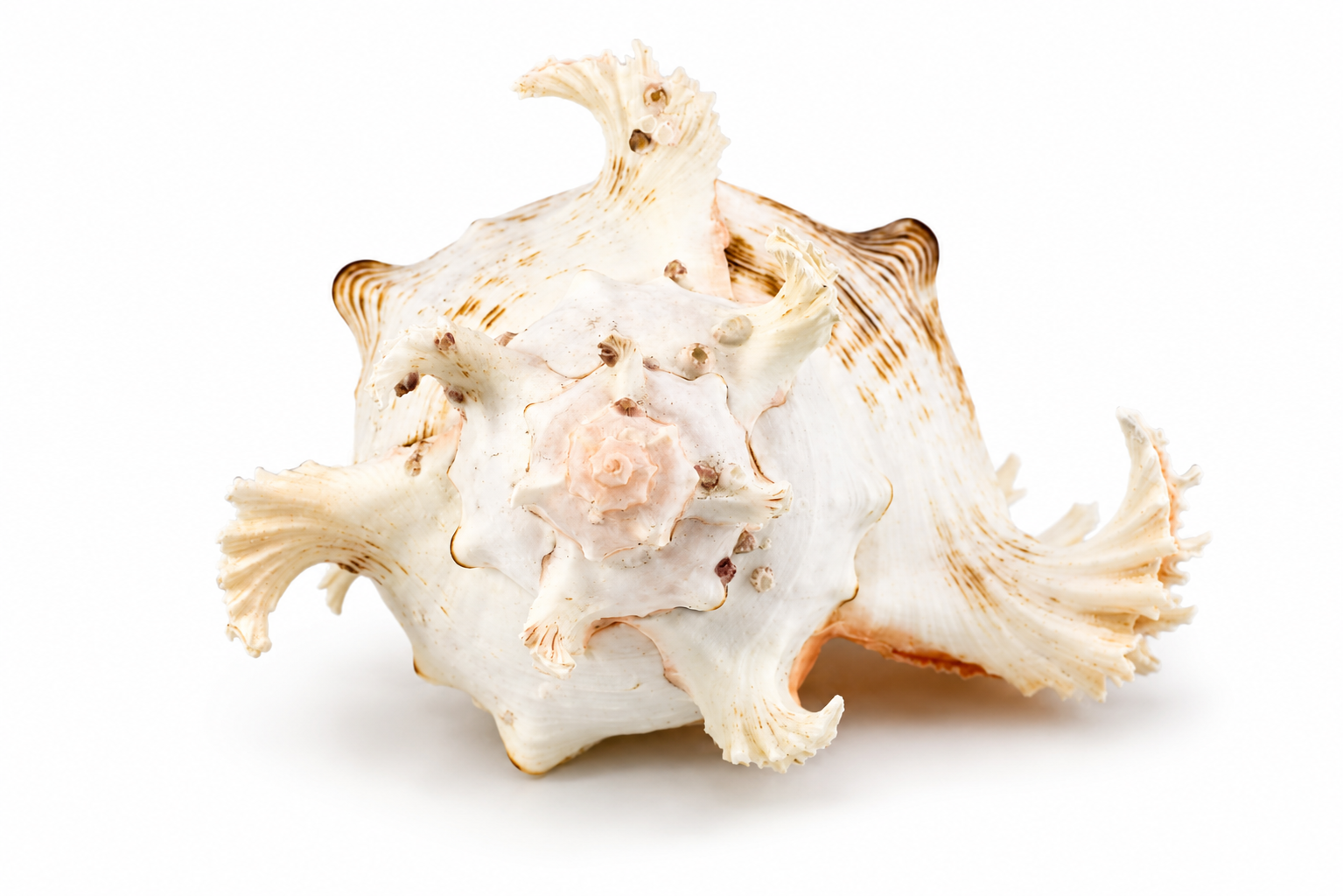 MUREX RAMOSUS