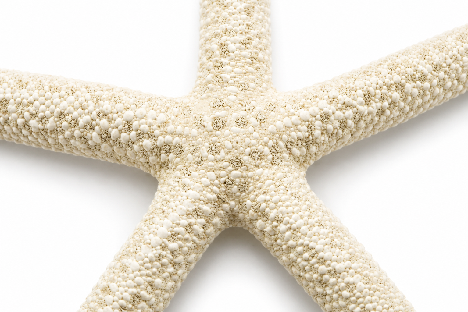 FINGER WHITE STARFISH
