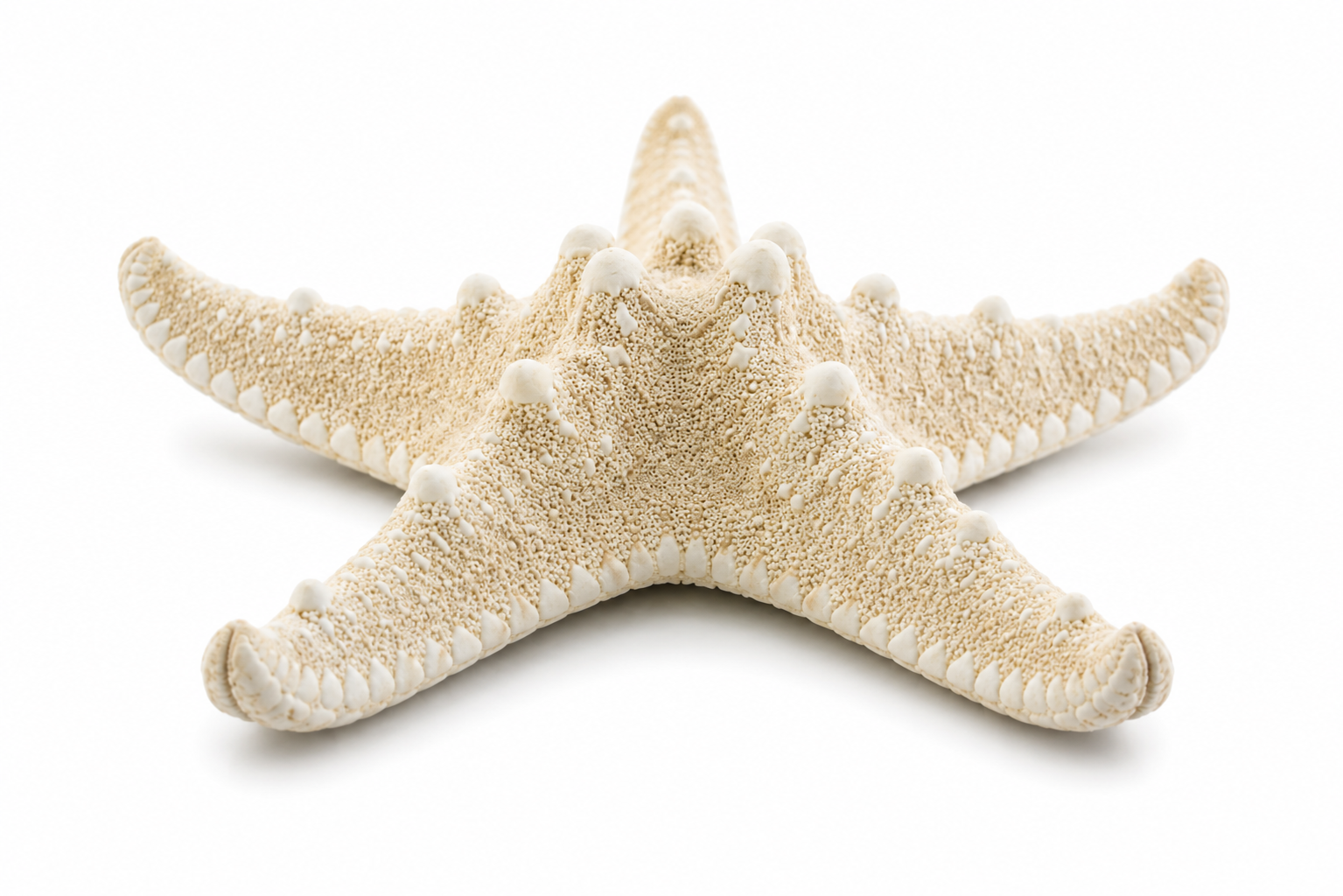 PHILIPPINE WHITE STARFISH