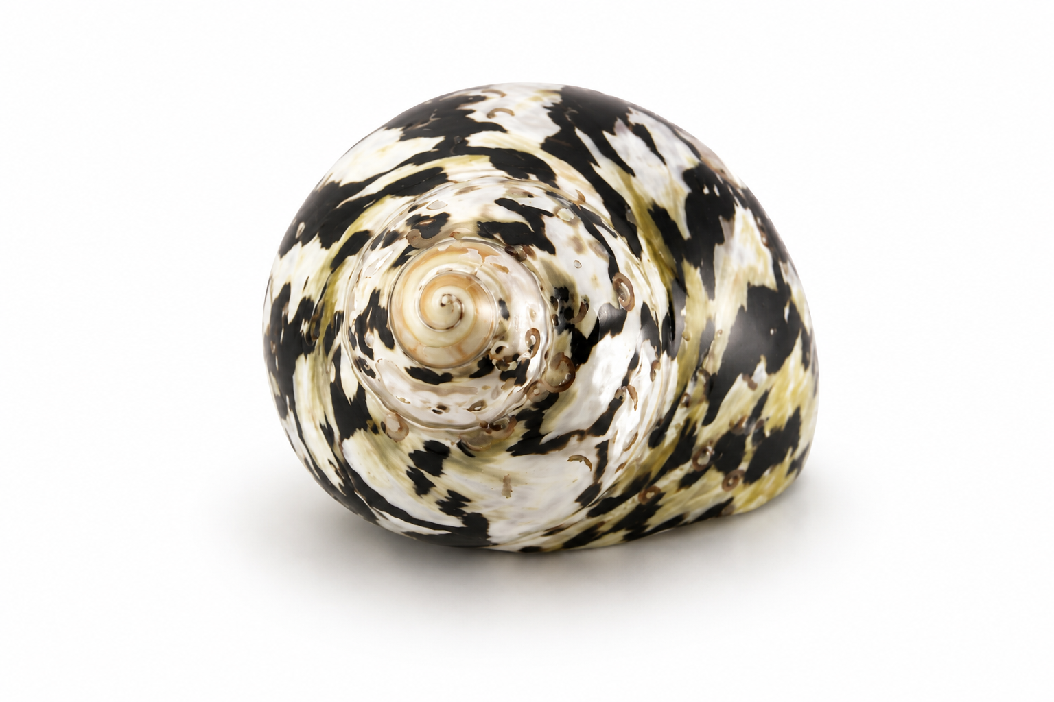 CITTARIUM PICA POLISHED