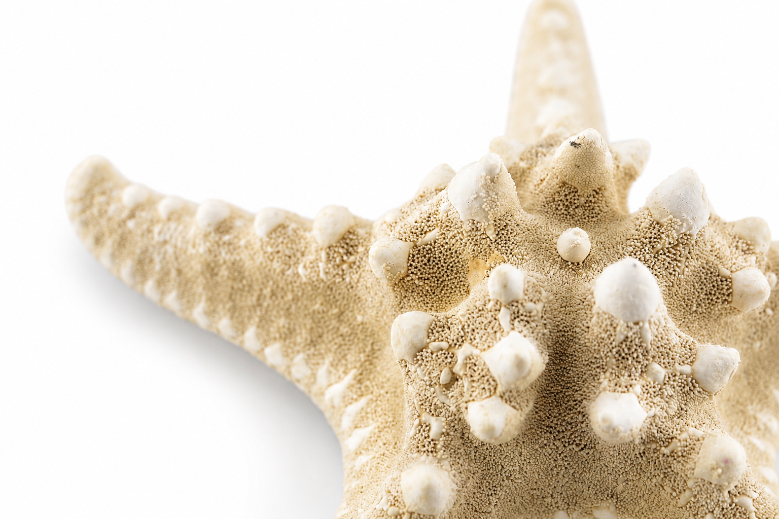 PHILIPPINE NATURAL STARFISH