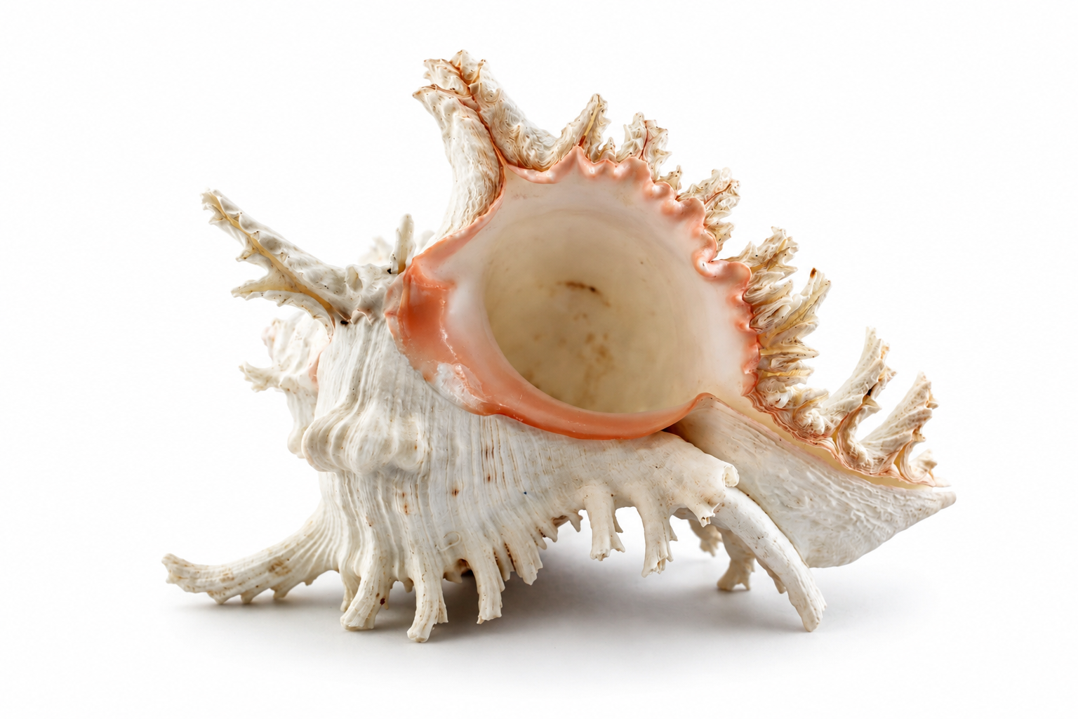 MUREX RAMOSUS
