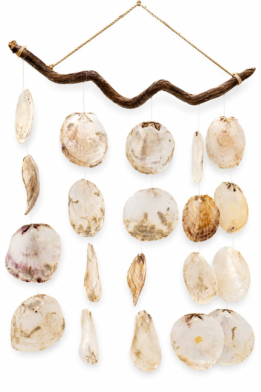 SINGLE DRIFTWOOD W/ PLACUNA CHIME