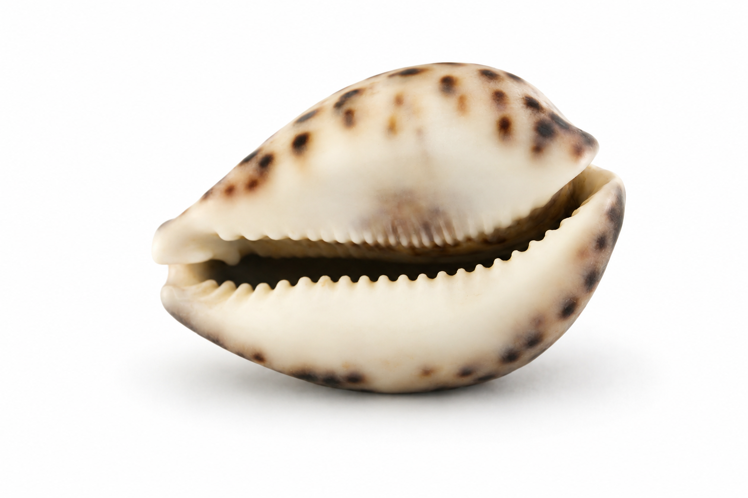 TIGER COWRIE