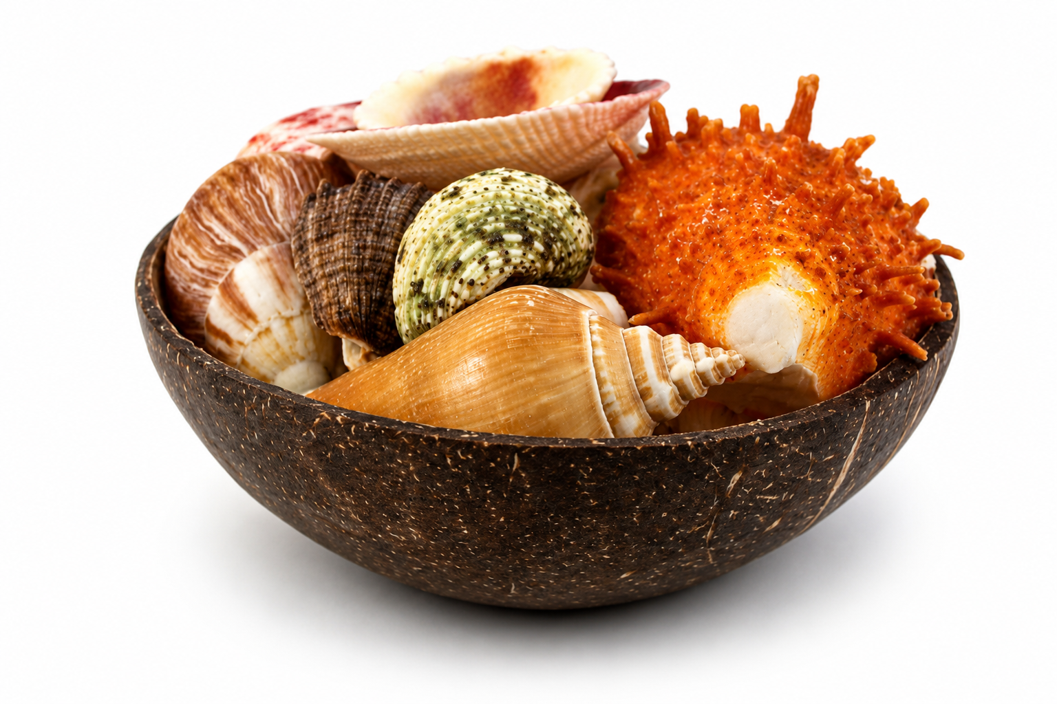 COCO ROUND WITH SHELL PACK